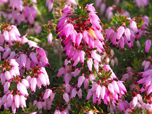 heather plant flowers