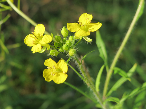 hedge mustard plant with leaves and flowers