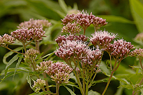 hemp agrimony benefits flower and leaves