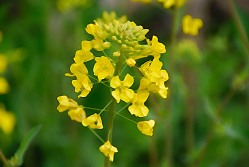 black mustard flower