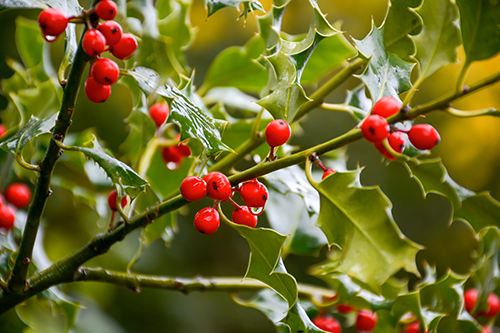 mountain holly plant leaves and berries