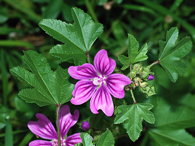 high mallow plant