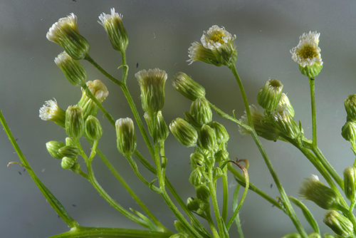 horseweed plant leaves and flowers