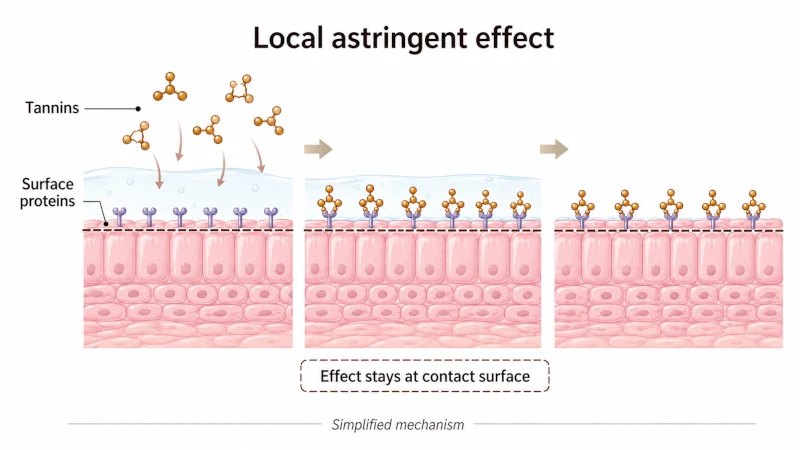 Diagram showing tannins binding proteins at the surface of a mucous membrane
