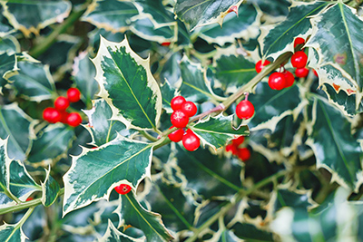 the leaves and shrubs of the mountain holly plant