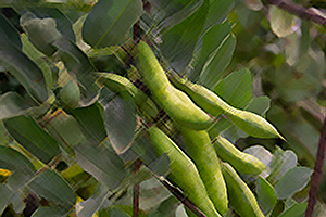 kidney bean pods