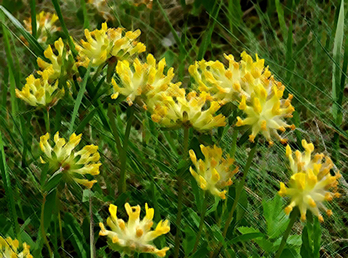 kidney vetch flowers