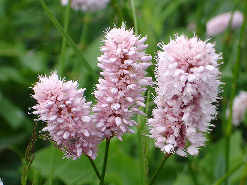 knotweed benefits flowers