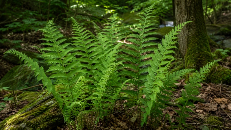 Upright green fronds of male fern (Dryopteris filix-mas) growing in shaded woodland.