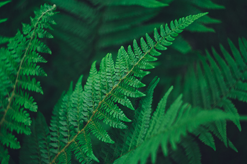 male fern leaves