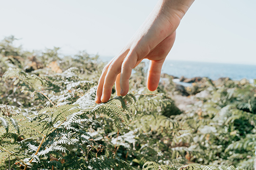 mans hand touching the top of a bushel of male ferns