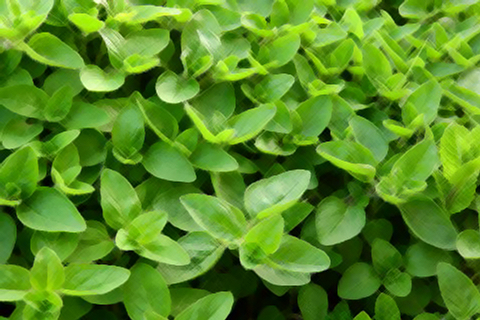 marjoram leaves