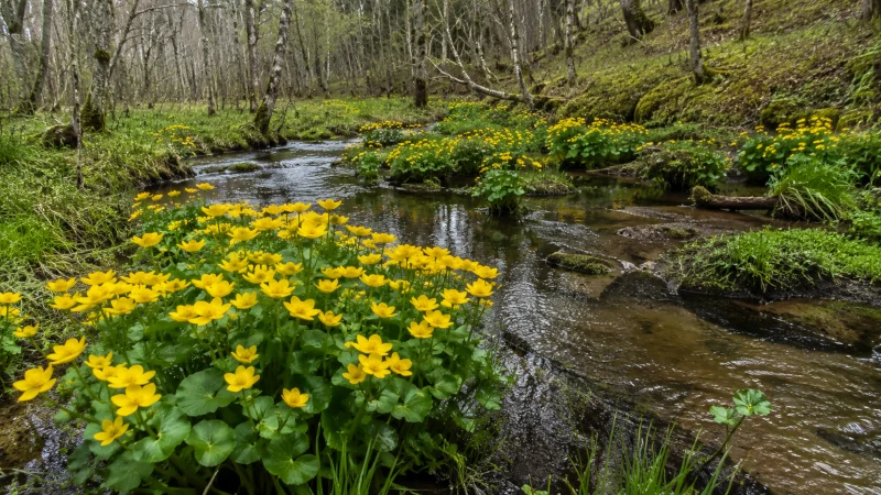 Marsh marigold Caltha palustris blooming in its natural wetland habitat