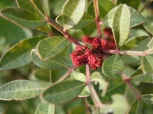 mastic tree leaves and fruits, berries