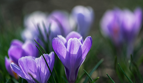 Meadow Saffron Health Benefits