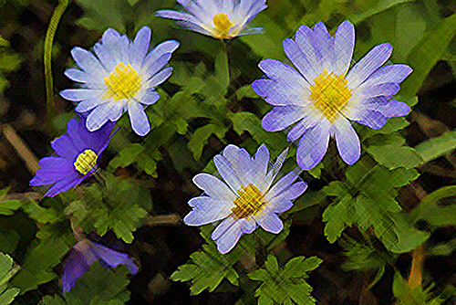 windflower plant flower and leaves