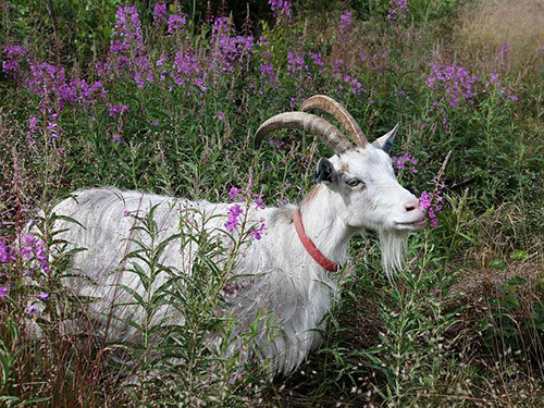 goat eating and taking advantage of the many milk thistle plant uses