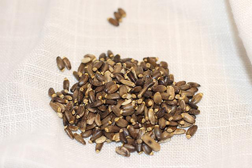 milk thistle fruit seeds