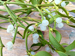 Mistletoe