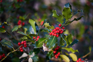Mountain Holly Benefits 5