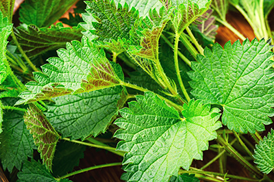 Nettle one of the best herbs for the gall bladder and liver
