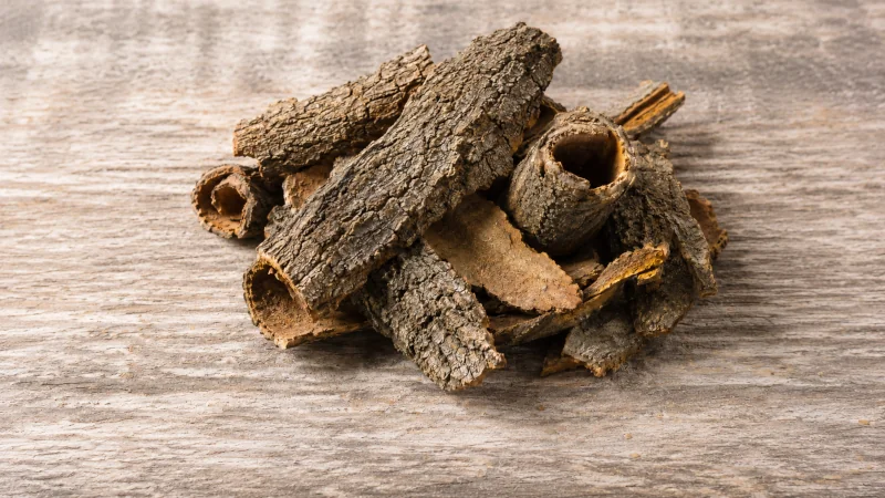 Close-up of dried Quercus robur oak bark strips used in traditional herbal medicine.