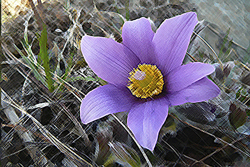 beautiful Pasque flower