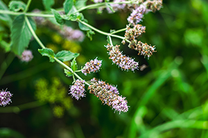 Peppermint flowers and leaves