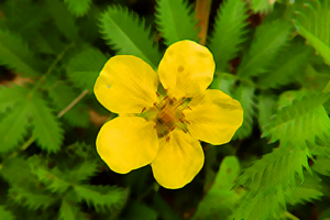 Silverweed Benefits 9