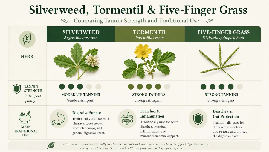 Comparison of silverweed, tormentil, and five-finger grass by tannin strength and main traditional use.
