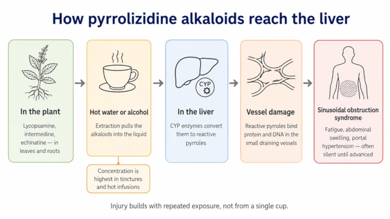 Diagram showing pyrrolizidine alkaloids moving from plant to hot water infusion to liver enzymes to reactive pyrroles that damage liver blood vessels.