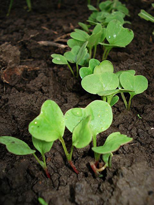 young radish leaves