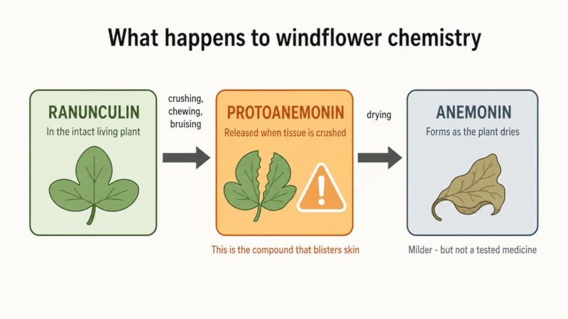 Three-stage diagram showing ranunculin converting to protoanemonin when the plant is crushed, then to anemonin as it dries
