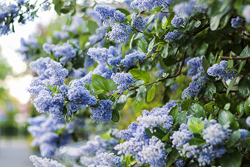 Ceanothus Americanus Homeopathic Medicine Uses