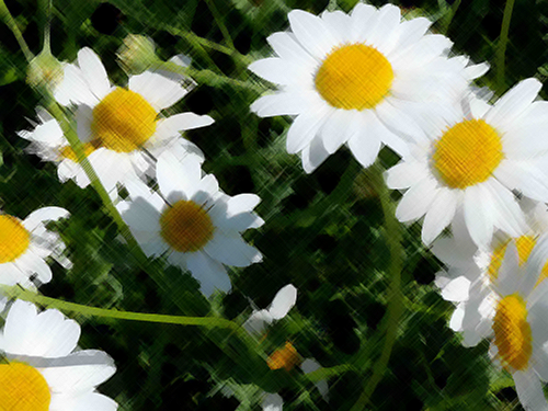 roman chamomile benefits the flower heads and flower clusters