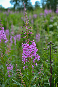 rosebay willowherb flowers and leaves