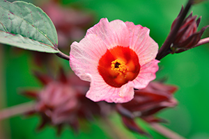 roselle flower