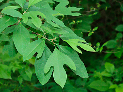 sassafras tree leaves