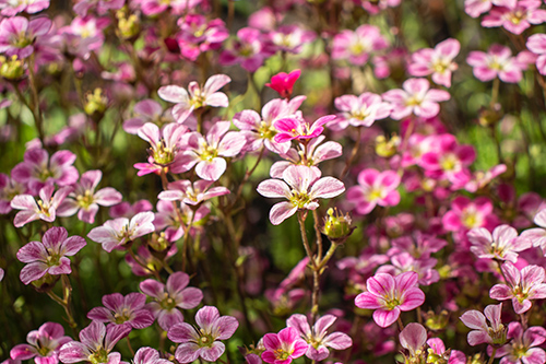 saxifrage plant benefits with flowers