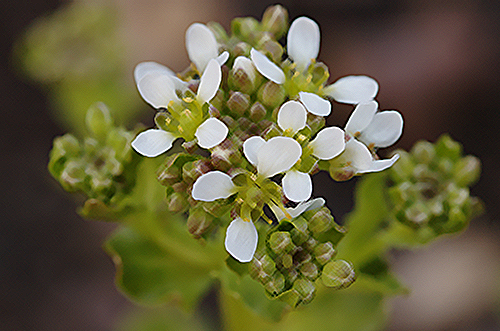 scurvy grass flower and leaves