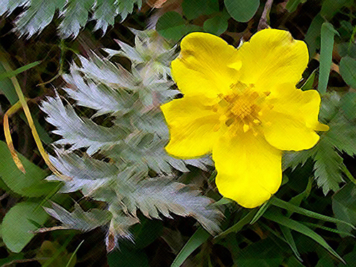 silverweed benefits flower and leaves