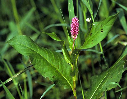 smartweed benefits