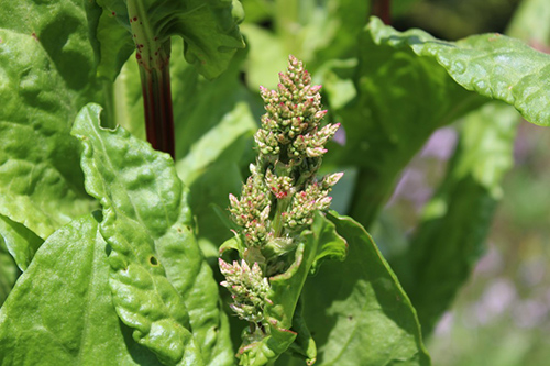 sorrel plant showing leaves and flower buds