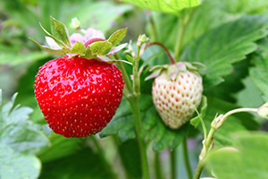 strawberries