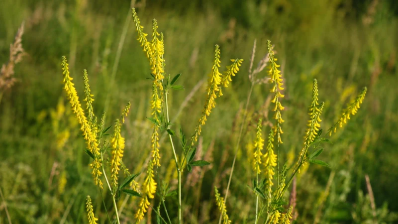 Yellow sweet clover (Melilotus officinalis) plant with bright yellow flower clusters and trifoliate leaves