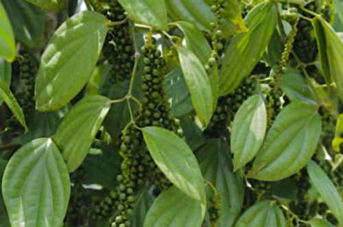black pepper plant leaves and fruits