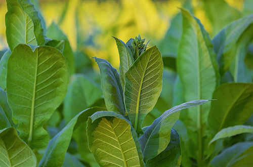 tobacco plant