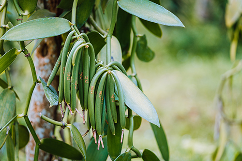 vanilla benefits with plants leaves and fruits (bean pods)