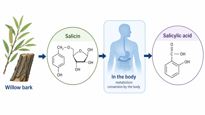 Diagram showing salicin from willow bark converting to salicylic acid in the body