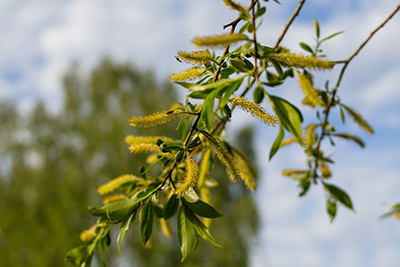 white willow branch and leaves